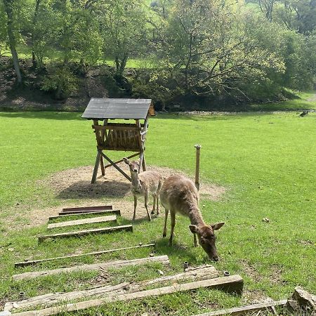 Ferienhaus Rehblick Rockeskyll Екстериор снимка